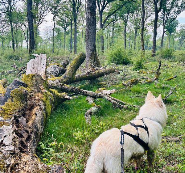 Forêt domaniale de Châteauroux