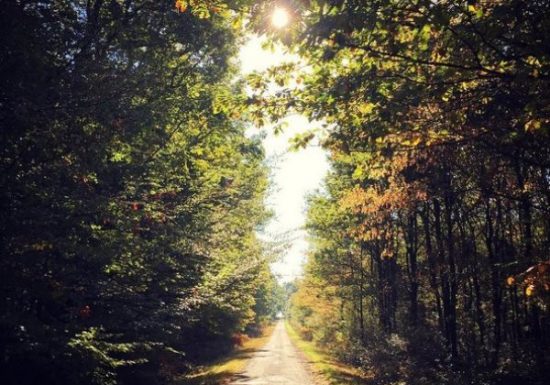Forêt domaniale de Châteauroux