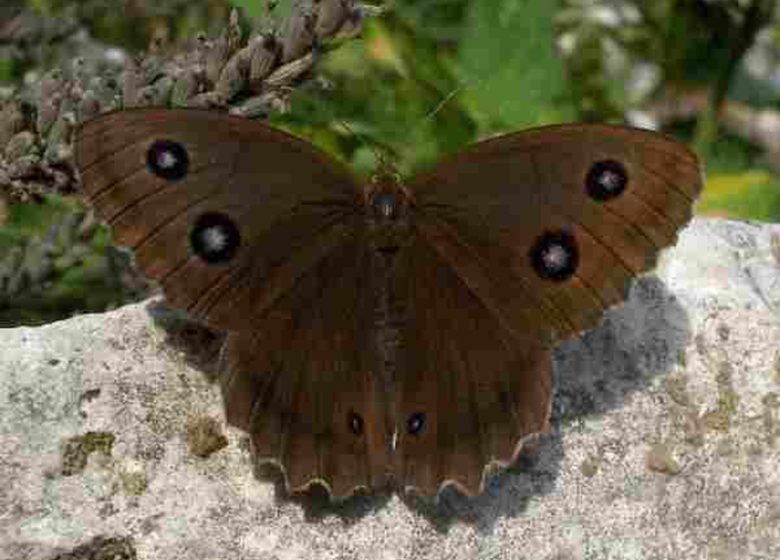 Papillons de Brenne (dans les pas de Maurice)