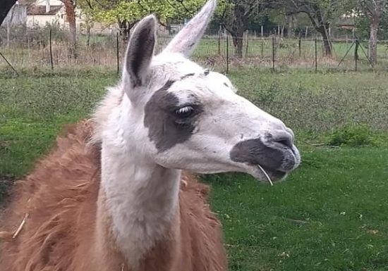 Gîte de La Basse Roche 1