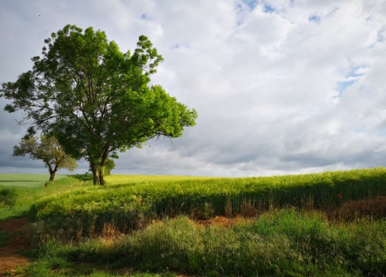 Circuit prédestre n°32 :  Les étendues agricoles de la plaine de Montipouret