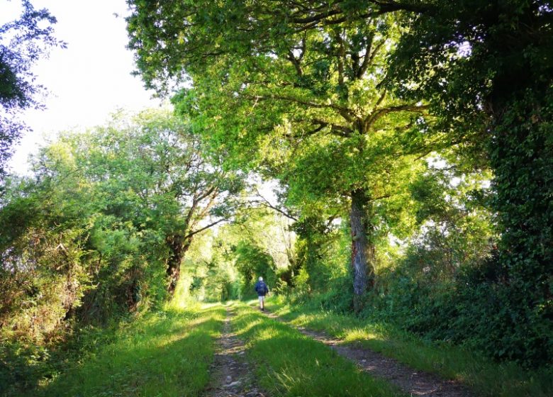 Circuit pédestre n° 81 « Sentier Ô fil de l’eau »