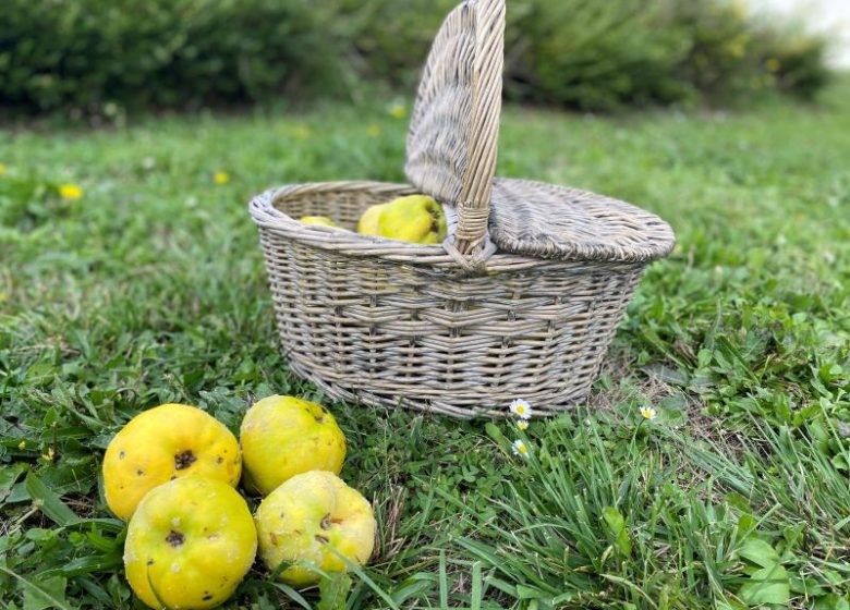 Marché du Coing gourmand