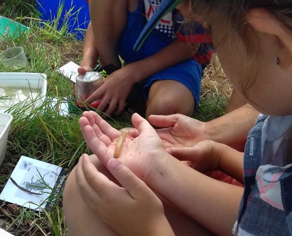 Les petites bêtes de l&rsquo;eau