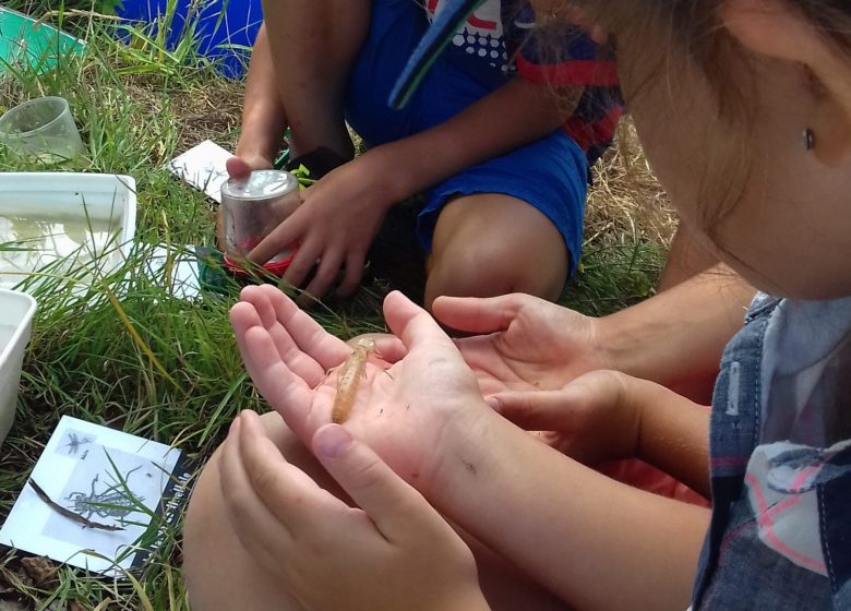Les petites bêtes de l&rsquo;eau