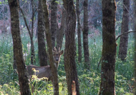 Forêt domaniale de Châteauroux