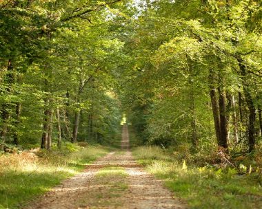Boucle n°2 – Au cœur de la forêt domaniale de Loches