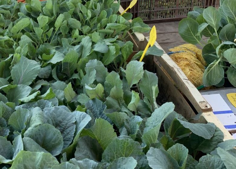 Marché hebdomadaire
