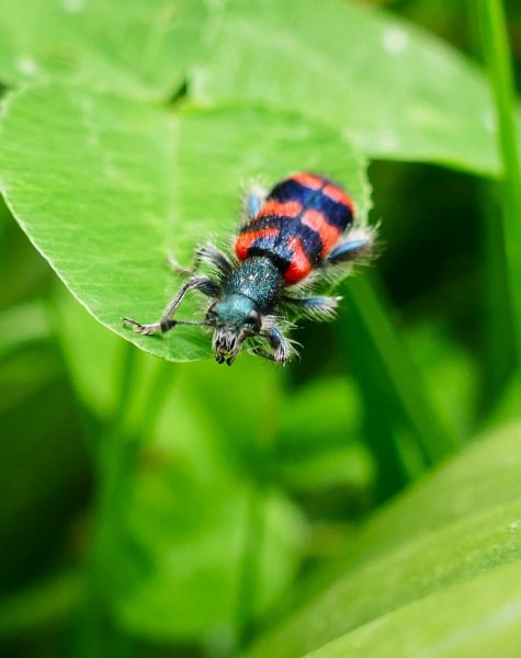 Macro photos de petites bêtes