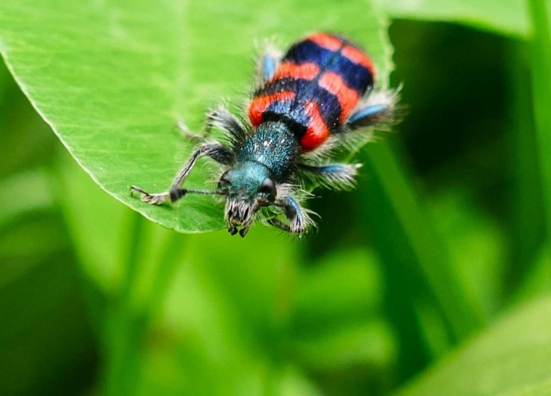 Macro photos de petites bêtes