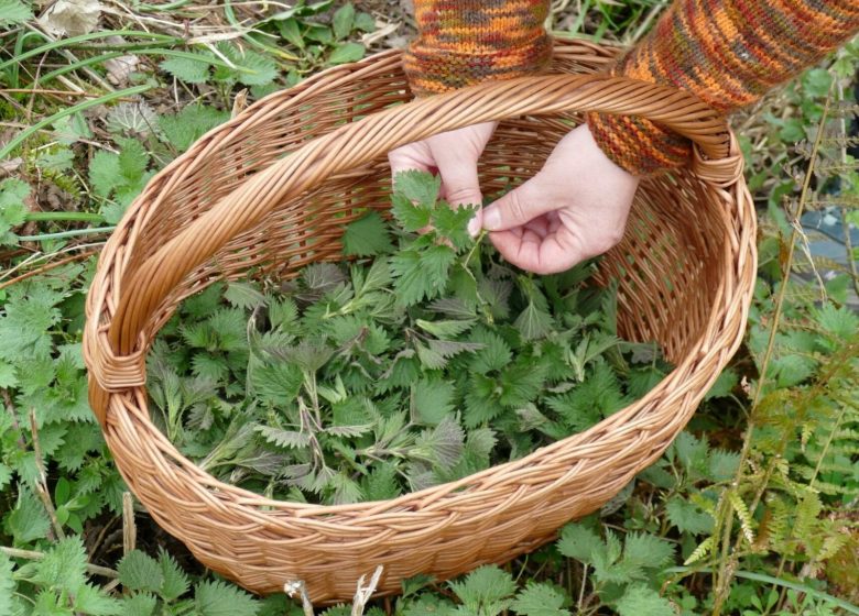 Découverte et dégustation de plantes sauvages comestibles
