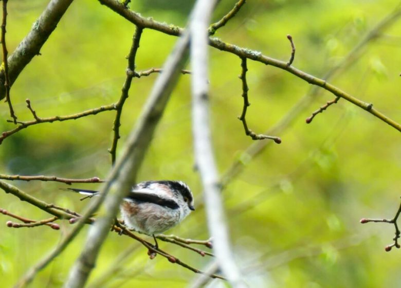 Les oiseaux à l&rsquo;aube
