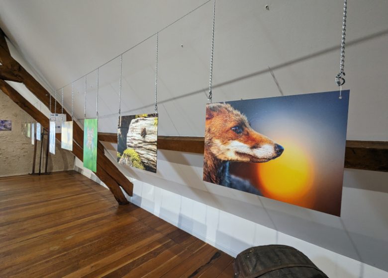 Exposition de photo animalières de G Nioncel