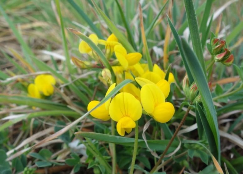 Mon Herbier Châtillonnais : Palluau-sur-Indre, la flore des rives de l’Indre