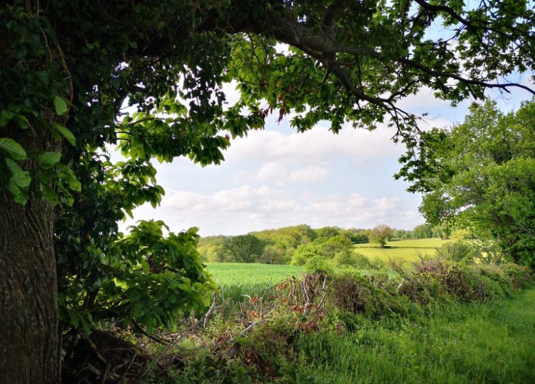 Circuit pédestre n° 82 « Sentier des Moulins »