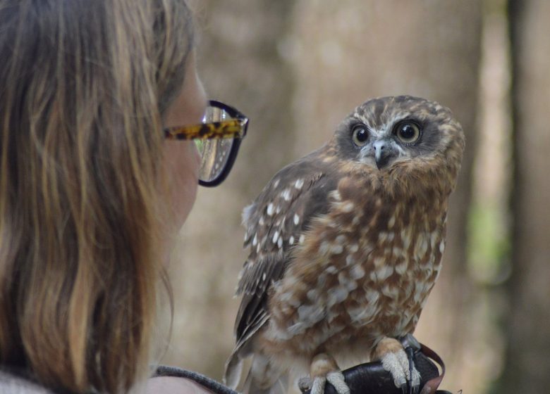 rapaces