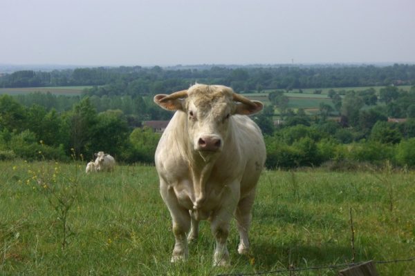 De Ferme en Ferme : portes ouvertes à la Ferme du Bois de Cosset