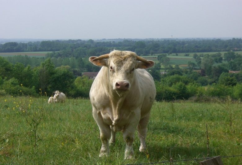 De Ferme en Ferme : portes ouvertes à la Ferme du Bois de Cosset