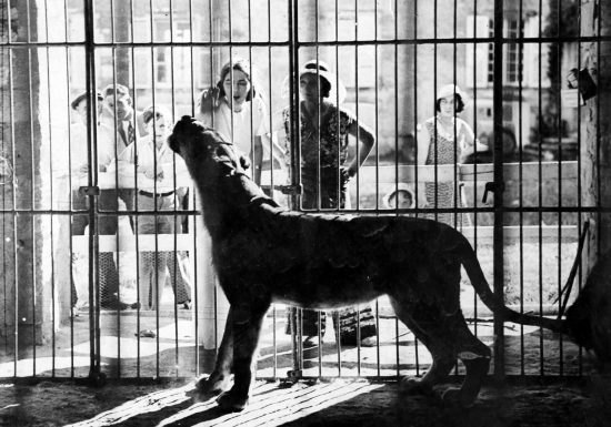 Le Manoir des Fauves