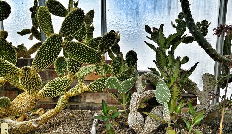 Évasion sous les tropiques