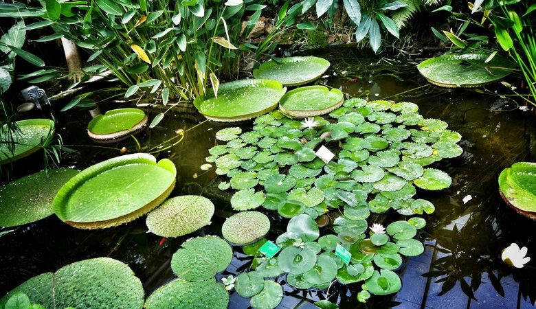 Évasion sous les tropiques