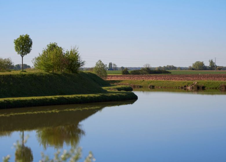 Les marécages