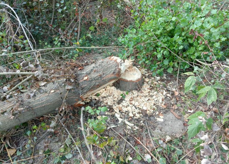 Sur les traces du Castor