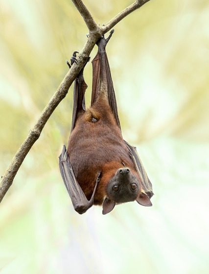 Balade nature : Le monde des chauves-souris