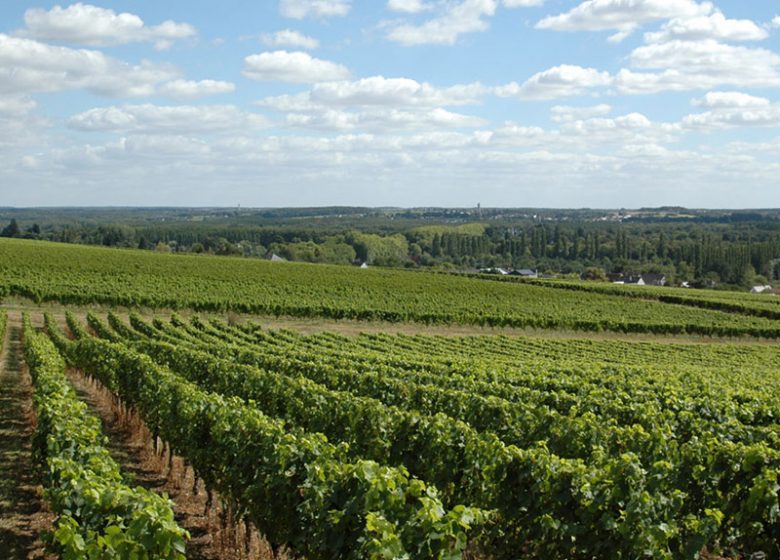 Balade dans les vignes et dégustation