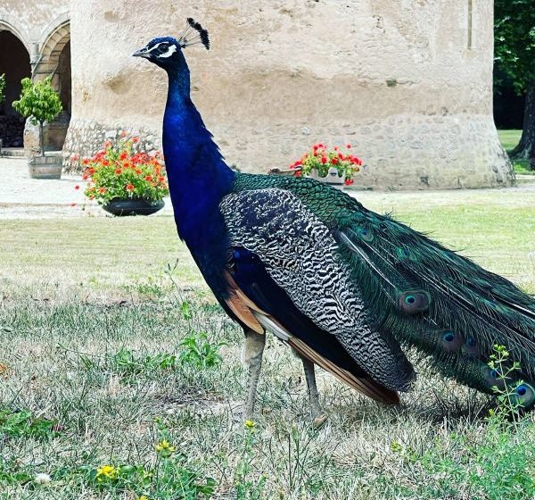 Château de la Motte-Feuilly – Le Pavillon