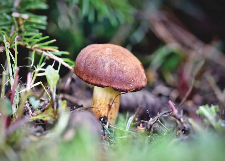 Visite troglo champignons