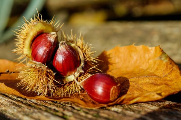 Fête des saveurs d&rsquo;automne