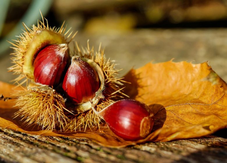 Fête des saveurs d&rsquo;automne