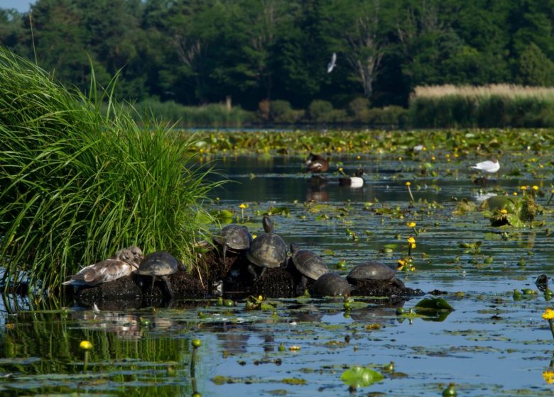 la Cyclo Bohème – Antenne Buzançais . Les étangs de la Brenne