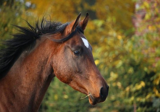 Les Chevaux de La Lande