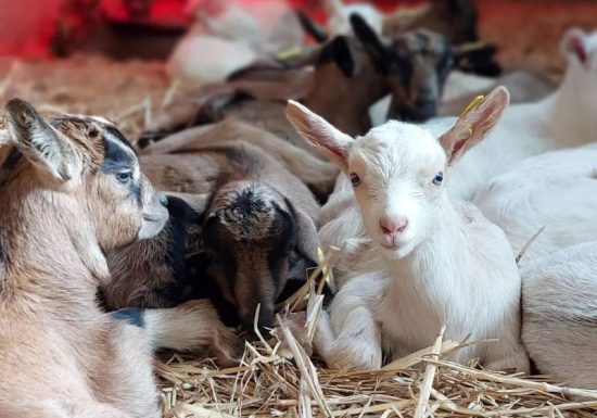 Ferme pédagogique et découverte : La Ferme d’Ozance
