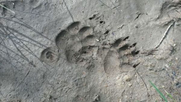 Pisteurs de la vie sauvage