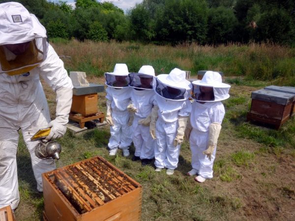 Atelier famille « Apiculture »