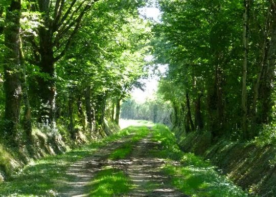 Circuit pédestre n°11 « par monts et par vaux »