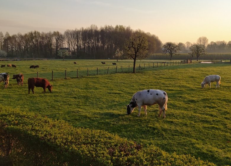 Rencontre avec un agriculteur et ses vaches
