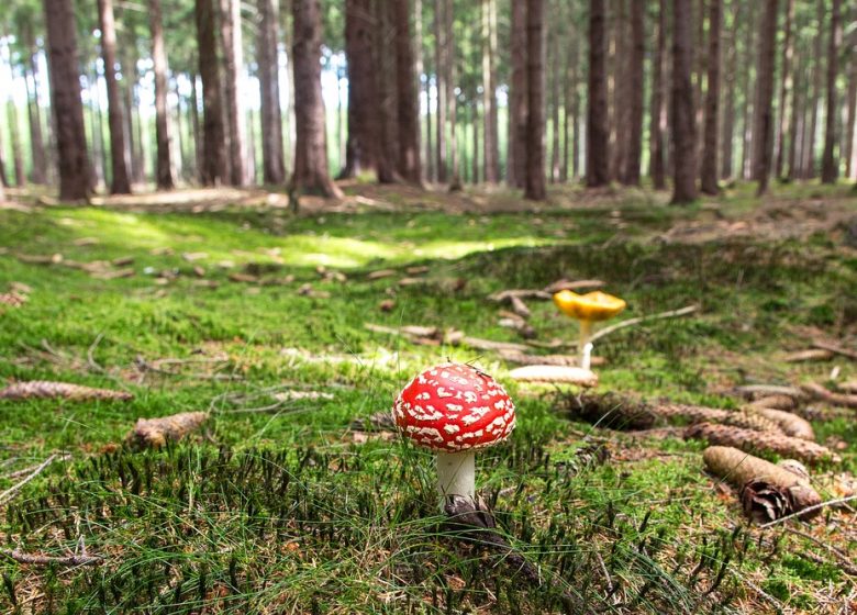 Balade découverte de la nature
