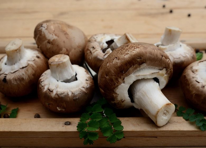 A la recherche des champignons