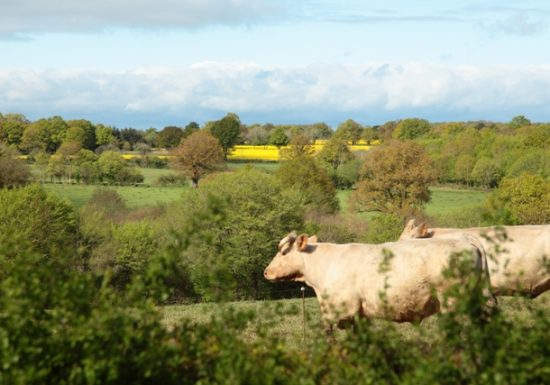 Circuit pédestre n°23 « Chez Les Beaux Messieurs de Bois Doré ».