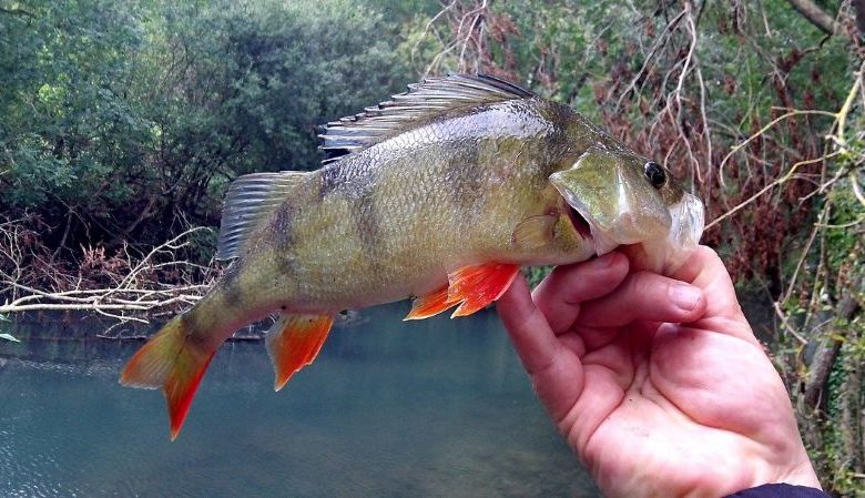 Daniel Souchet Moniteur guide de pêche