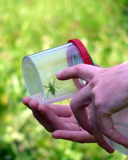 Petites bêtes terrestres