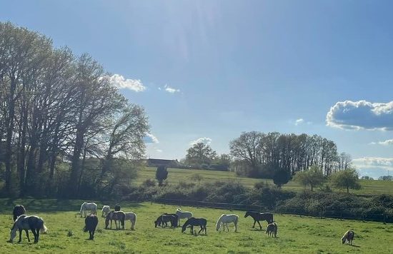 Écuries de la Paulnière