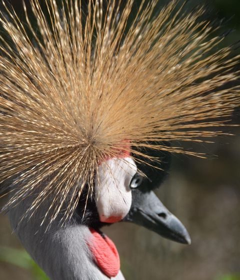 Parc animalier des Clautres