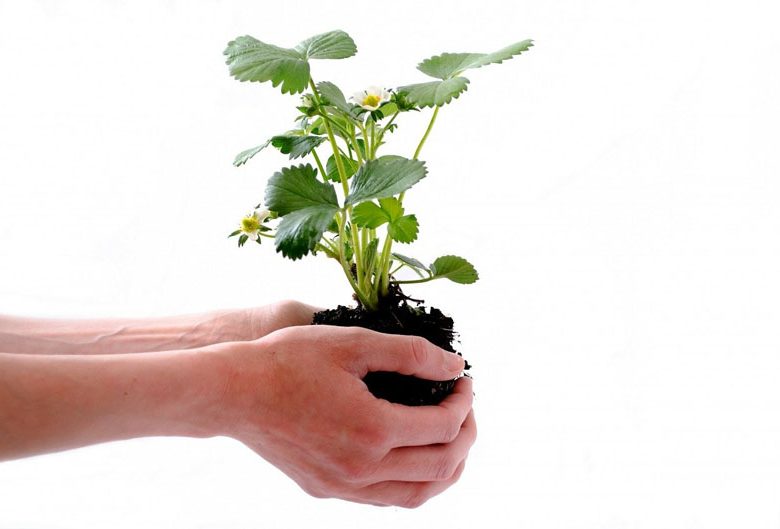 Foire aux plants et fleurs