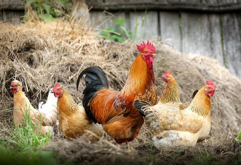 Visite et dégustation à la ferme