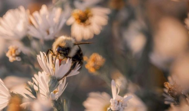 Animation ruche pédagogique